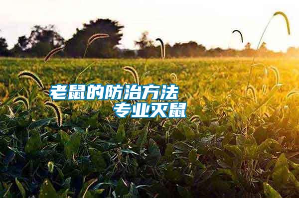老鼠的防治方法      專(zhuān)業(yè)滅鼠