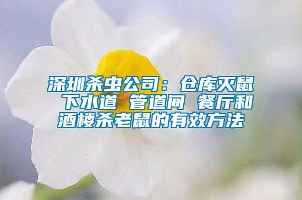 深圳殺蟲(chóng)公司：倉(cāng)庫(kù)滅鼠 下水道 管道間 餐廳和酒樓殺老鼠的有效方法