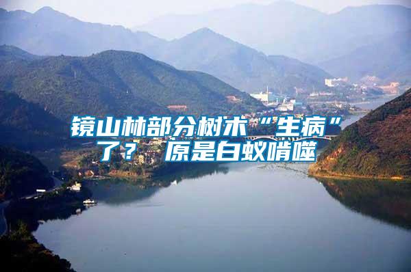 鏡山林部分樹木“生病”了？ 原是白蟻啃噬