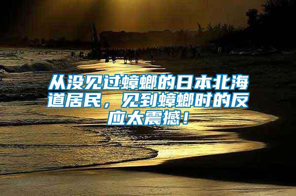 從沒見過蟑螂的日本北海道居民，見到蟑螂時的反應(yīng)太震撼！