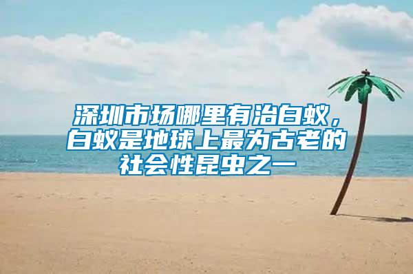 深圳市場哪里有治白蟻，白蟻是地球上最為古老的社會(huì)性昆蟲之一