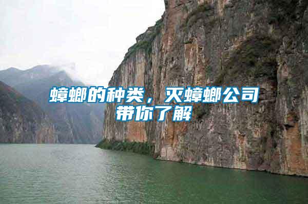 蟑螂的種類，滅蟑螂公司帶你了解