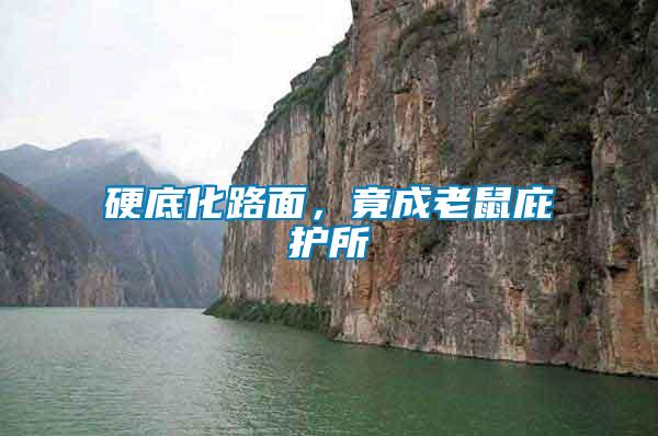 硬底化路面，竟成老鼠庇護(hù)所