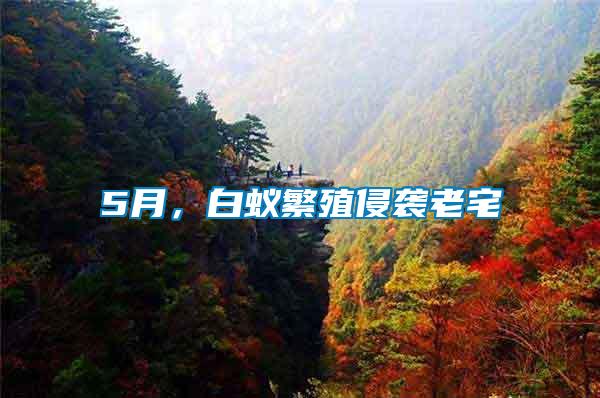 5月，白蟻繁殖侵襲老宅
