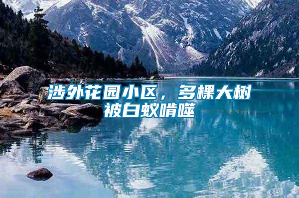 涉外花園小區(qū)，多棵大樹被白蟻啃噬
