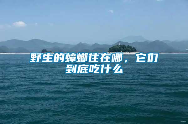 野生的蟑螂住在哪，它們到底吃什么