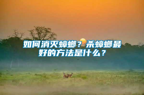 如何消滅蟑螂？殺蟑螂最好的方法是什么？