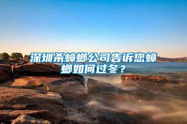 深圳殺蟑螂公司告訴您蟑螂如何過冬？
