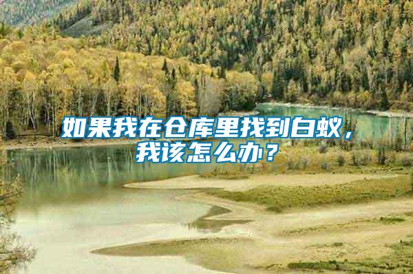 如果我在倉庫里找到白蟻，我該怎么辦？
