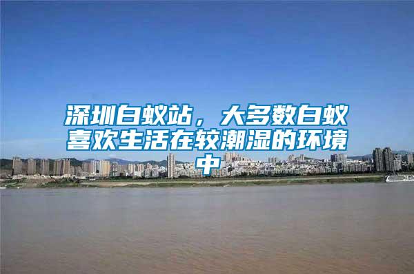 深圳白蟻站，大多數(shù)白蟻喜歡生活在較潮濕的環(huán)境中