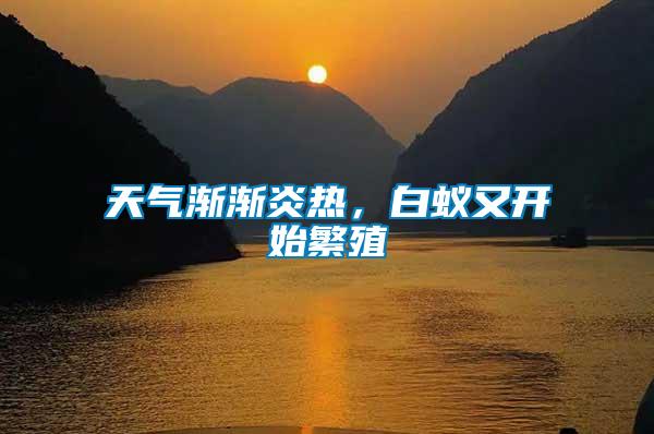 天氣漸漸炎熱，白蟻又開始繁殖
