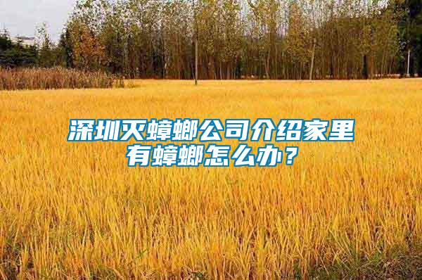 深圳滅蟑螂公司介紹家里有蟑螂怎么辦？