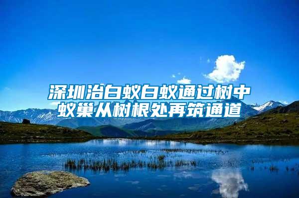 深圳治白蟻白蟻通過(guò)樹(shù)中蟻巢從樹(shù)根處再筑通道
