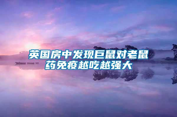 英國房中發(fā)現(xiàn)巨鼠對(duì)老鼠藥免疫越吃越強(qiáng)大