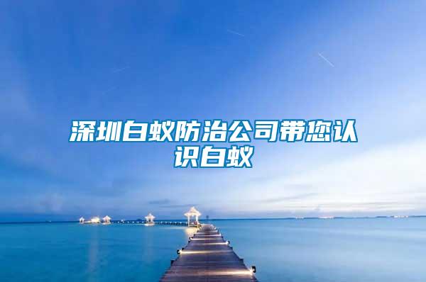 深圳白蟻防治公司帶您認(rèn)識白蟻