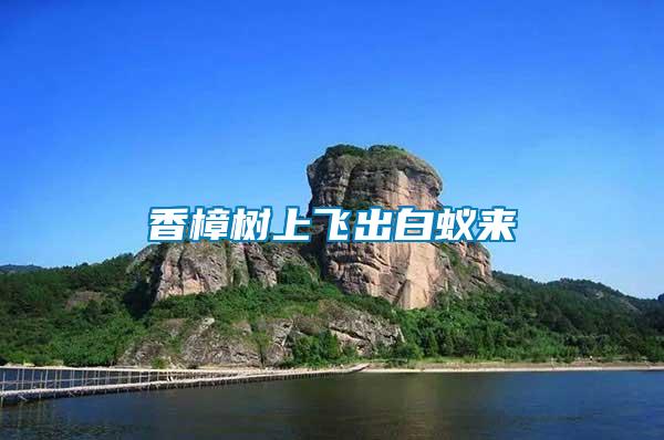香樟樹(shù)上飛出白蟻來(lái)
