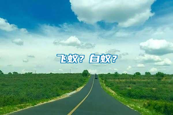 飛蟻？白蟻？