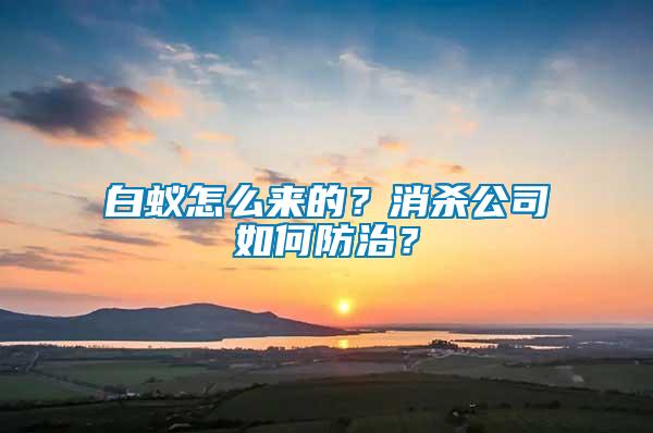 白蟻怎么來的？消殺公司如何防治？