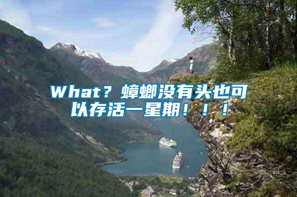 What？蟑螂沒有頭也可以存活一星期?。。?/></p>
             <p style=
