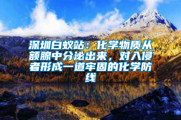 深圳白蟻站：化學(xué)物質(zhì)從額腺中分泌出來，對入侵者形成一道牢固的化學(xué)防線