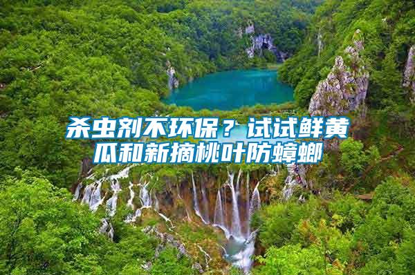 殺蟲(chóng)劑不環(huán)保？試試鮮黃瓜和新摘桃葉防蟑螂