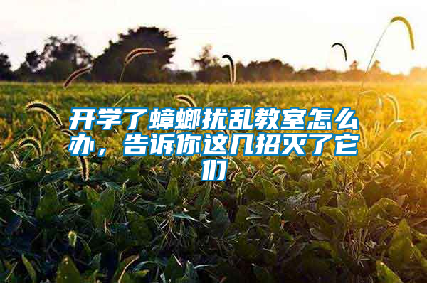 開(kāi)學(xué)了蟑螂擾亂教室怎么辦，告訴你這幾招滅了它們