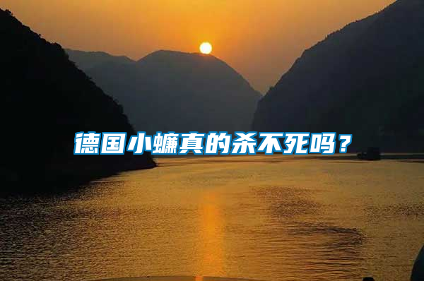 德國小蠊真的殺不死嗎？