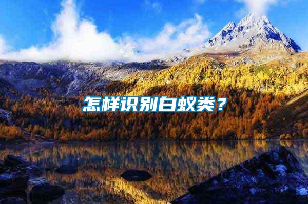 怎樣識(shí)別白蟻類？