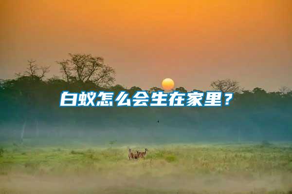 白蟻怎么會生在家里？
