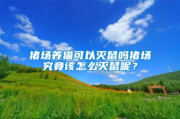豬場養(yǎng)貓可以滅鼠嗎豬場究竟該怎么滅鼠呢？