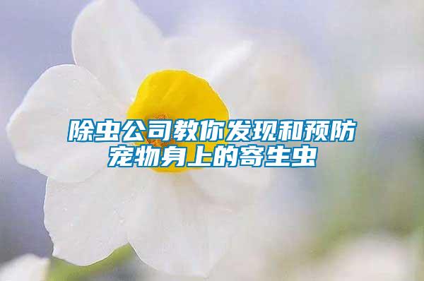 除蟲公司教你發(fā)現和預防寵物身上的寄生蟲