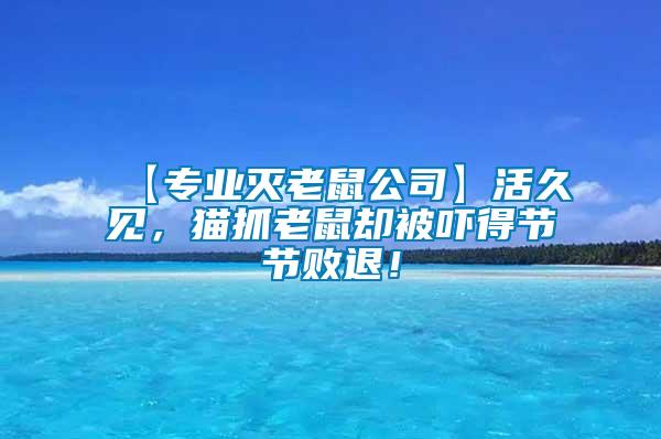 【專業(yè)滅老鼠公司】活久見，貓抓老鼠卻被嚇得節(jié)節(jié)敗退！