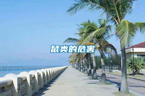 鼠類(lèi)的危害