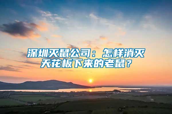 深圳滅鼠公司：怎樣消滅天花板下來的老鼠？
