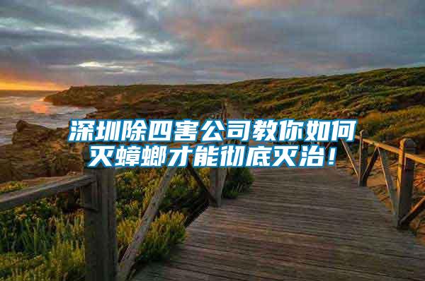 深圳除四害公司教你如何滅蟑螂才能徹底滅治！