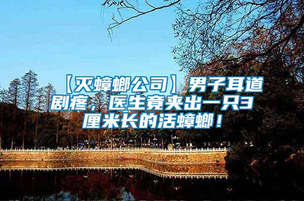 【滅蟑螂公司】男子耳道劇疼，醫(yī)生竟夾出一只3厘米長(zhǎng)的活蟑螂！
