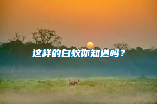 這樣的白蟻你知道嗎？