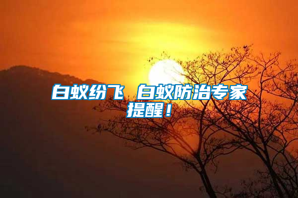 白蟻紛飛 白蟻防治專家提醒！