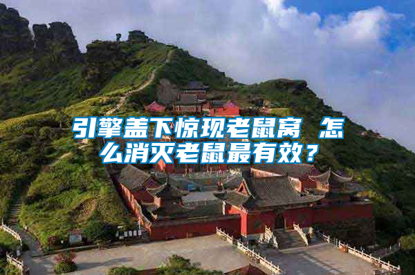 引擎蓋下驚現老鼠窩 怎么消滅老鼠最有效？