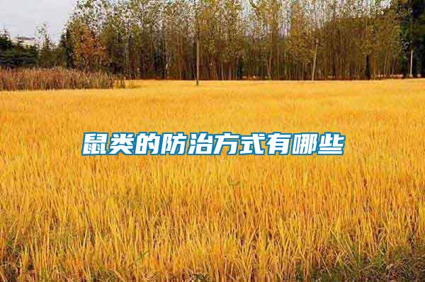 鼠類(lèi)的防治方式有哪些