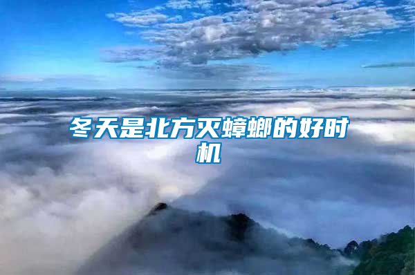 冬天是北方滅蟑螂的好時機(jī)