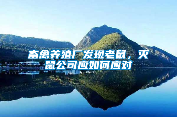 畜禽養(yǎng)殖廠發(fā)現(xiàn)老鼠，滅鼠公司應(yīng)如何應(yīng)對