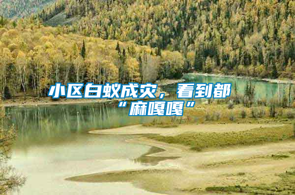 小區(qū)白蟻成災(zāi)，看到都“麻嘎嘎”