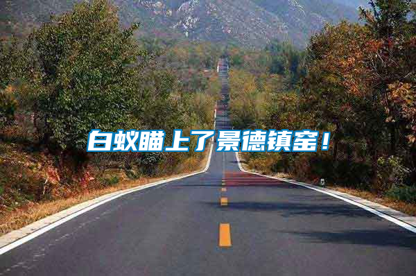 白蟻瞄上了景德鎮(zhèn)窯！