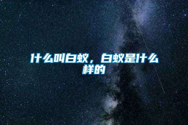 什么叫白蟻，白蟻是什么樣的