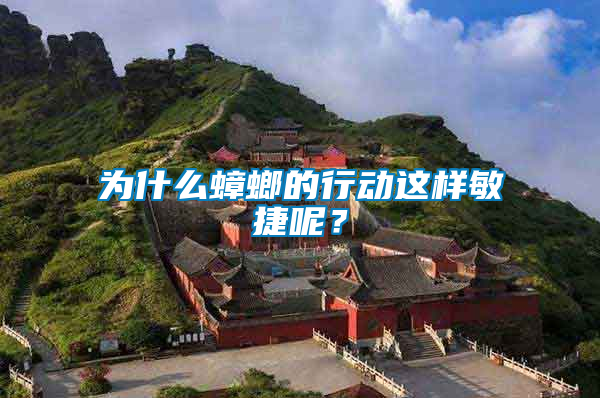 為什么蟑螂的行動(dòng)這樣敏捷呢？