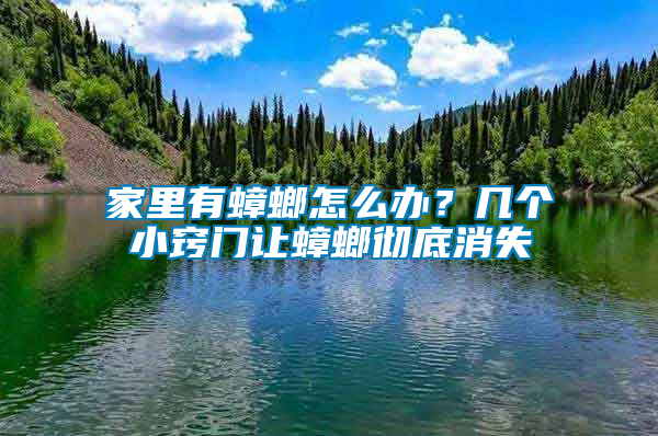 家里有蟑螂怎么辦？幾個小竅門讓蟑螂徹底消失
