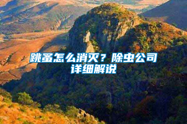 跳蚤怎么消滅？除蟲公司詳細解說