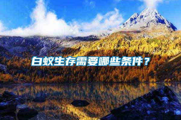 白蟻生存需要哪些條件？