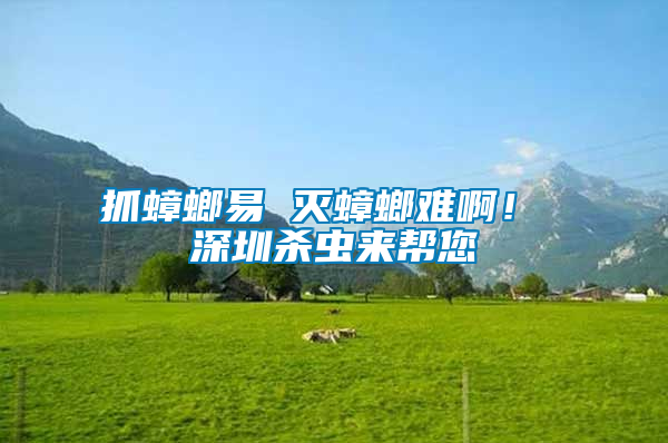 抓蟑螂易 滅蟑螂難啊！ 深圳殺蟲來(lái)幫您